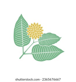 ilustración del fruto de kratom, arte vectorial.