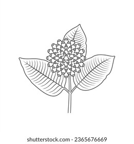 illustration of kratom fruit, vector art.