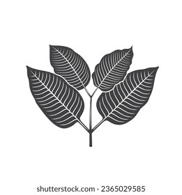 illustration of kratom leaf, a type of plant from the rubiaceae family.