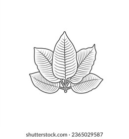 ilustración de kratom leaf, un tipo de planta de la familia rubiaceae.