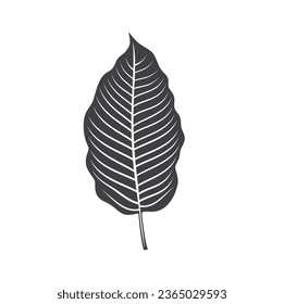 illustration of kratom leaf, a type of plant from the rubiaceae family.