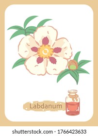 Illustration of labdanum and aromatherapy bottle. Vector illustration.