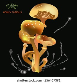 an illustration of a label of porcine mushrooms. With black background and grass, bright green ink splashes on the edges and fresh food porcine sign in the top left corner