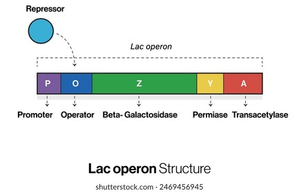 Illustration of Lac Operon Structure on White Background Demonstrating Gene Regulation in Molecular Biology.