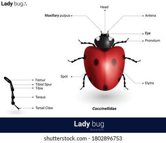 Illustration of lady bug in white background