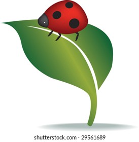 illustration of a ladybird on leaf close up