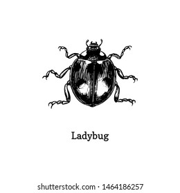 Illustration of Ladybug. Drawn insect in engraving style. Sketch of beetle in vector.