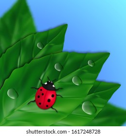 Illustration of ladybug insect bug and water drops on the leaves at corner and blue background for spring concept