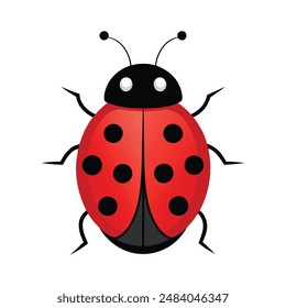 illustration of a ladybug insect on white