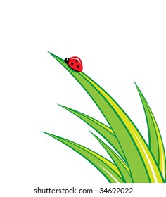 Illustration of ladybug on green grass