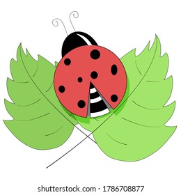 illustration of a ladybug on leaves
