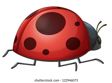 Illustration of a ladybug on a white background