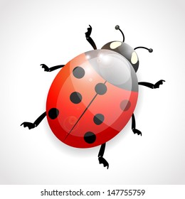 illustration of ladybug on white background, vector, eps 10 with transparency