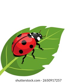 ilustração de uma joaninha em pé sobre uma folha verde. Perfeito para designs com temas naturais, materiais biológicos, insetos e visuais ecológicos ou de jardim