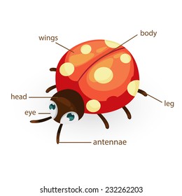 Illustration of ladybug vocabulary part of body 