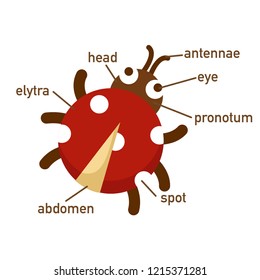 Illustration of ladybug vocabulary part of body.vector