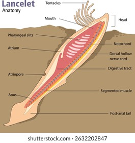 illustration of lancelet anatomy - vector