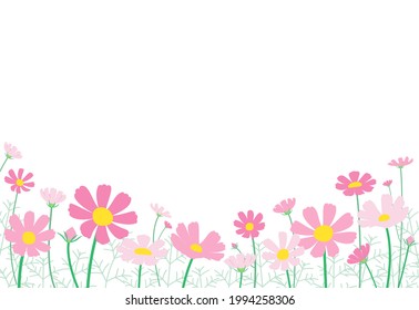 Illustration of a landscape with many cosmos in bloom. Vector illustration.