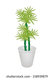 An Illustration of Landscaping Tree Symbol or Isometric Tree of Bamboo Tree in Flowerpot for Garden Decoration. 