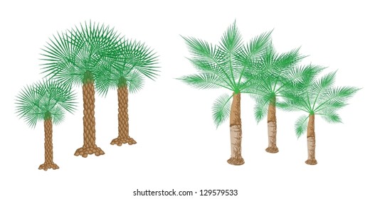 An Illustration of Landscaping Tree Symbols of Isometric Palm Trees for Garden Decoration