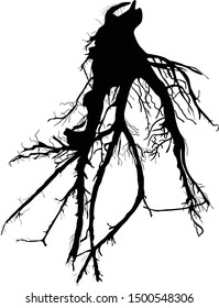 illustration with large black root isolated on white background