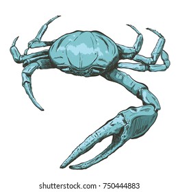 illustration with a large blue sea crab-ghost drawn by hand on a light background. Ocypode sp.