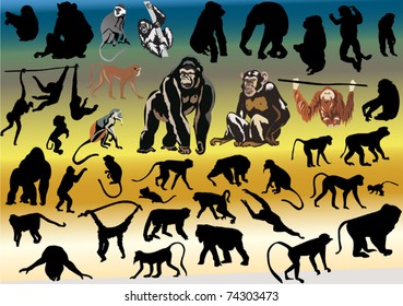 illustration with large collection of different monkeys