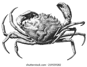 illustration with a large crab drawn by hand on a light background (Brachyura Linnaeus)