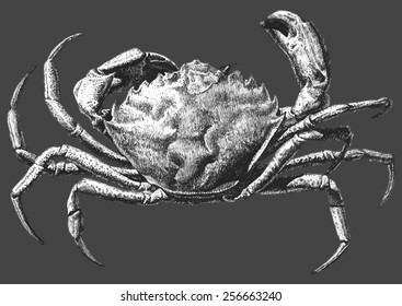 illustration with a large crab drawn by hand on a dark background