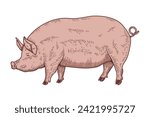 Illustration of a large fat pig isolated on white background. Pork meat. Design element for poster, menu ,card.