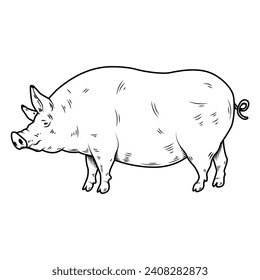 Illustration of a large fat pig isolated on white background. Pork meat. Design element for poster, menu ,card.