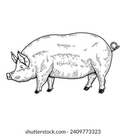 Illustration of a large fat pig isolated on white background. Pork meat. Design element for poster, menu ,card.