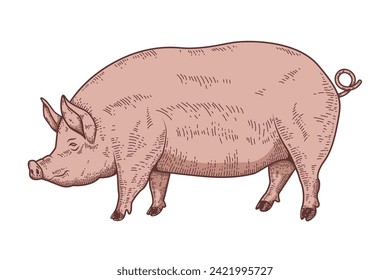 Illustration of a large fat pig isolated on white background. Pork meat. Design element for poster, menu ,card.