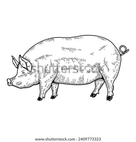Illustration of a large fat pig isolated on white background. Pork meat. Design element for poster, menu ,card.