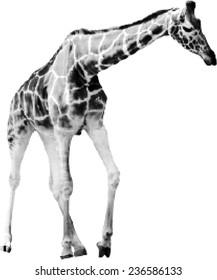 illustration with large giraffe from dots isolated on white background