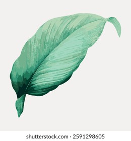 Illustration of a large green leaf with detailed texture. The leaf has a natural, organic appearance, showcasing shades of green and intricate patterns. Vintage botanical illustration vector.