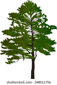illustration with large green tree isolated on white background