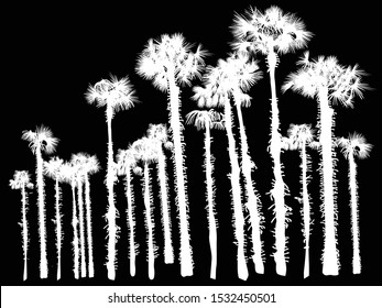 ilustración con un gran grupo de palmeras aisladas en el fondo negro
