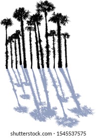 illustration with large group of palm trees isolated on white background