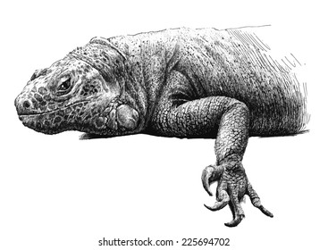 illustration with a large iguana (hand draw)       