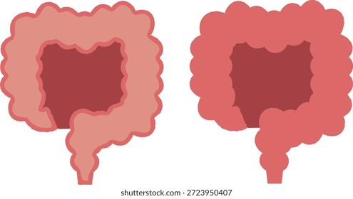 Ilustración del intestino Grande y su sección transversal