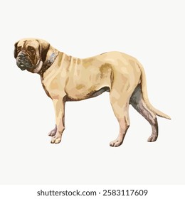 Illustration of a large Mastiff dog standing. The Mastiff is depicted in a side profile. The Mastiff's coat is light brown. The Mastiff has a strong build. Vintage animal illustration vector.