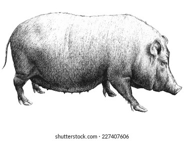 illustration with a large pig (hand draw) 