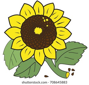 Illustration of a large ripe sunflower isolated on a white background