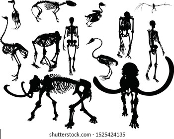 illustration with large set of skeletons isolated on white background