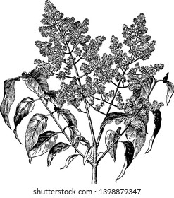 An illustration of a large shrub of Syringa Zaponica plant with white flowers, vintage line drawing or engraving illustration.