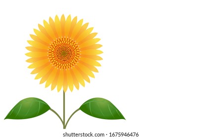 Illustration of a large sunflower