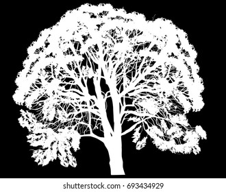 ilustración con árbol grande aislado en fondo negro