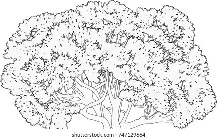 Illustration mit großem Baum einzeln auf weißem Hintergrund