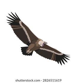 Illustration of a Large Vulture Bird of Prey Soaring with Outstretched Wings on White Background